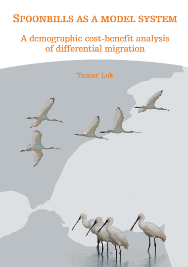 Spoonbills as model system