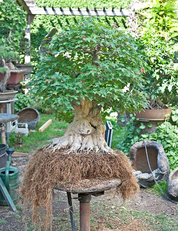 Walter Pall Bonsai Adventures Trident maple 9