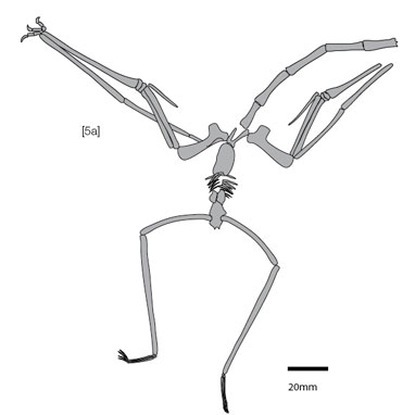 Species New to Science: [Paleontology • 2010] Alanqa saharica • A New  Pterosaur (Pterodactyloidea: Azhdarchidae) from the Upper Cretaceous of  Morocco