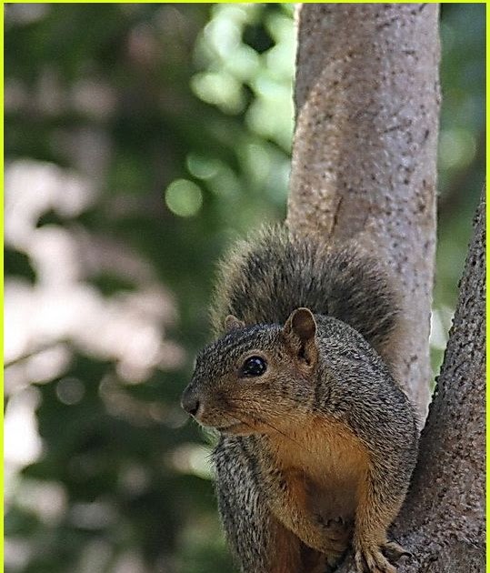 Dangerous of Wild Animals Image squirrel