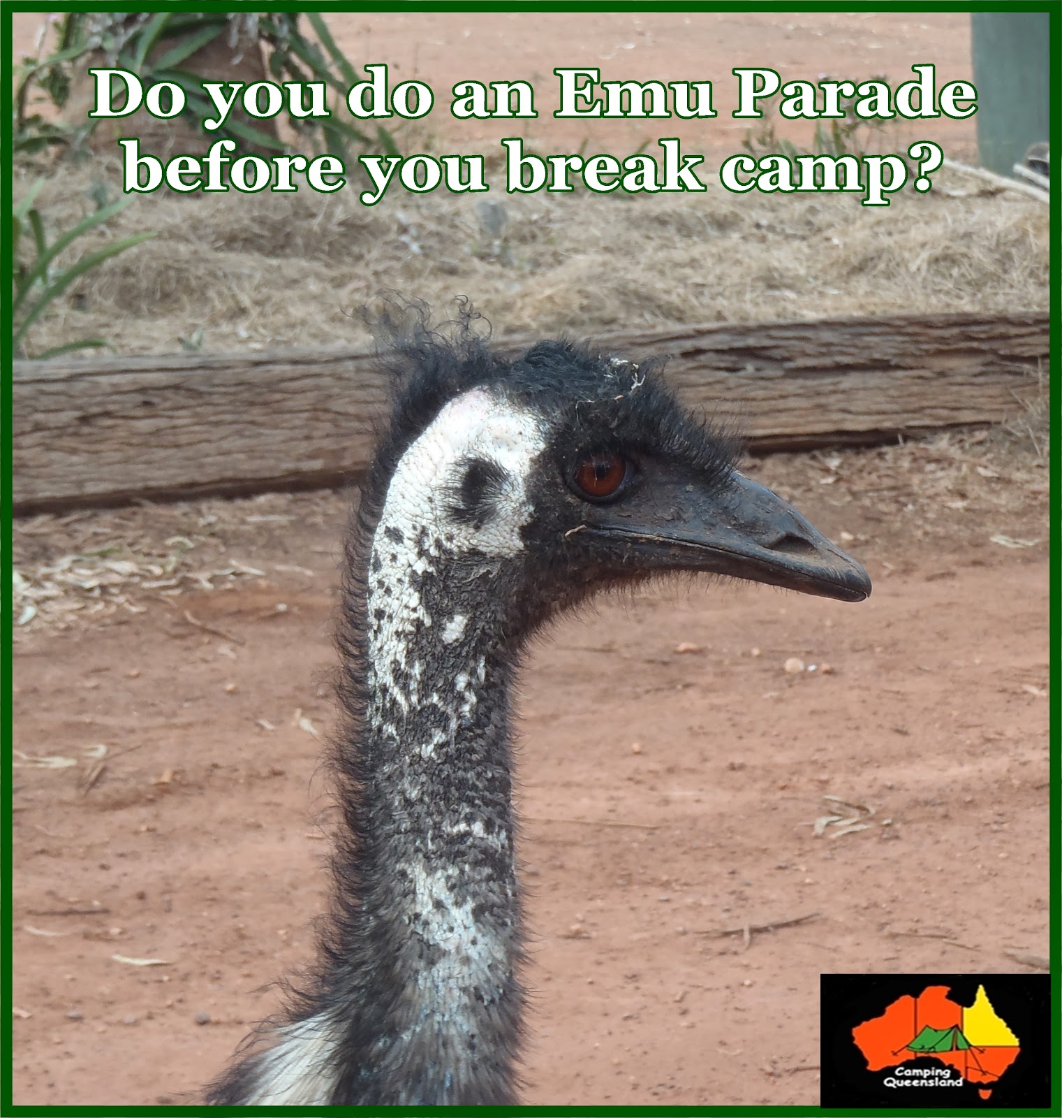 Camping Queensland and Australia Do you do an 'Emu Parade' before you