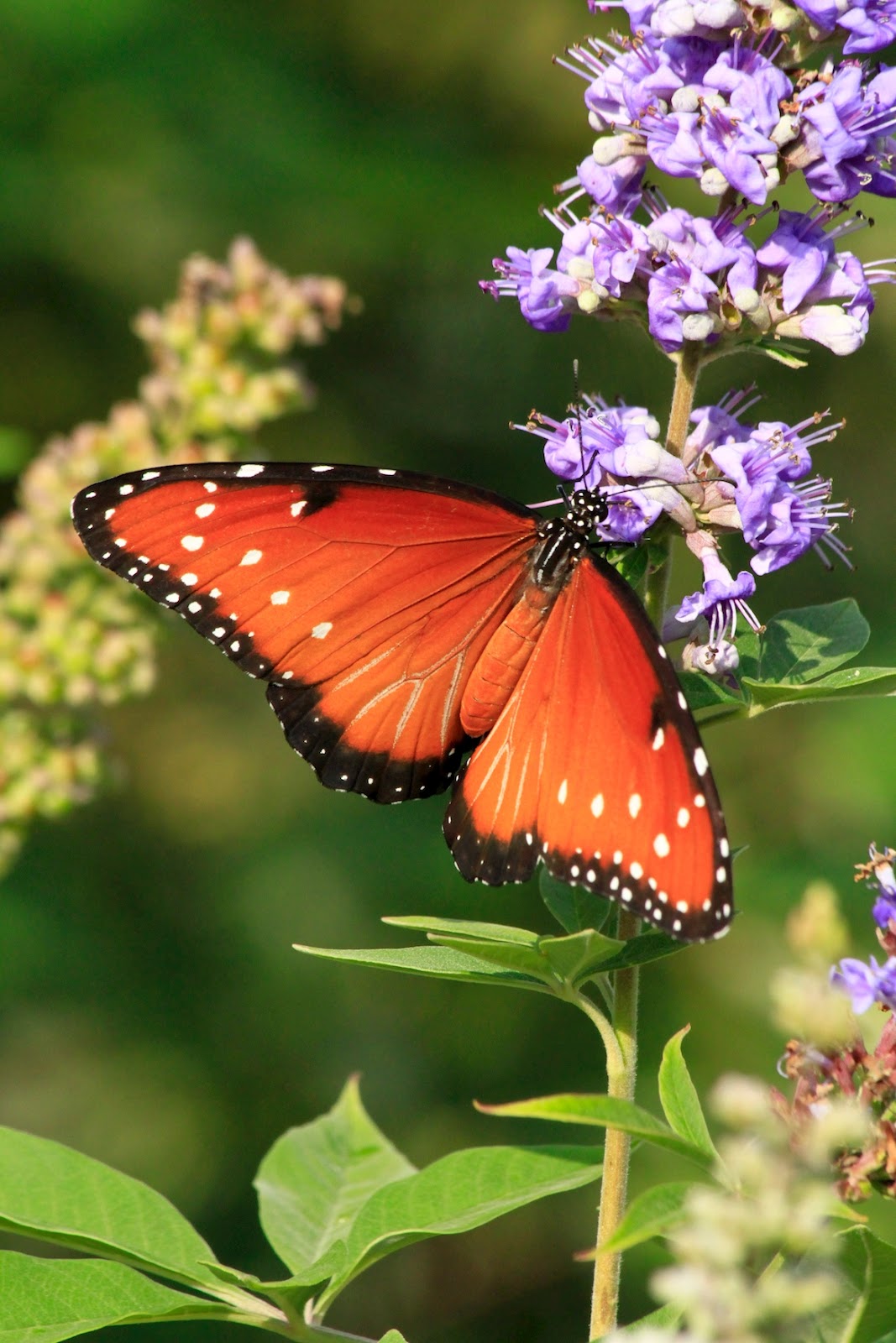 Sonoran Connection Butterflies, Butterflies, Butter....