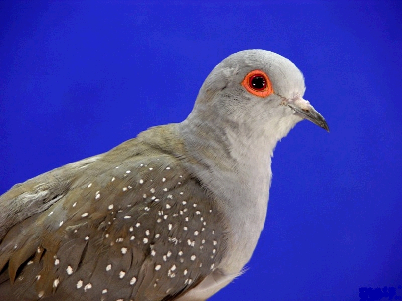 kumru kuşu çeşitleri