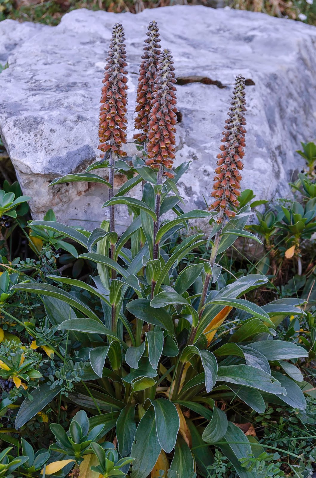 Flores y Paisajes de Asturias Digitalis parviflora