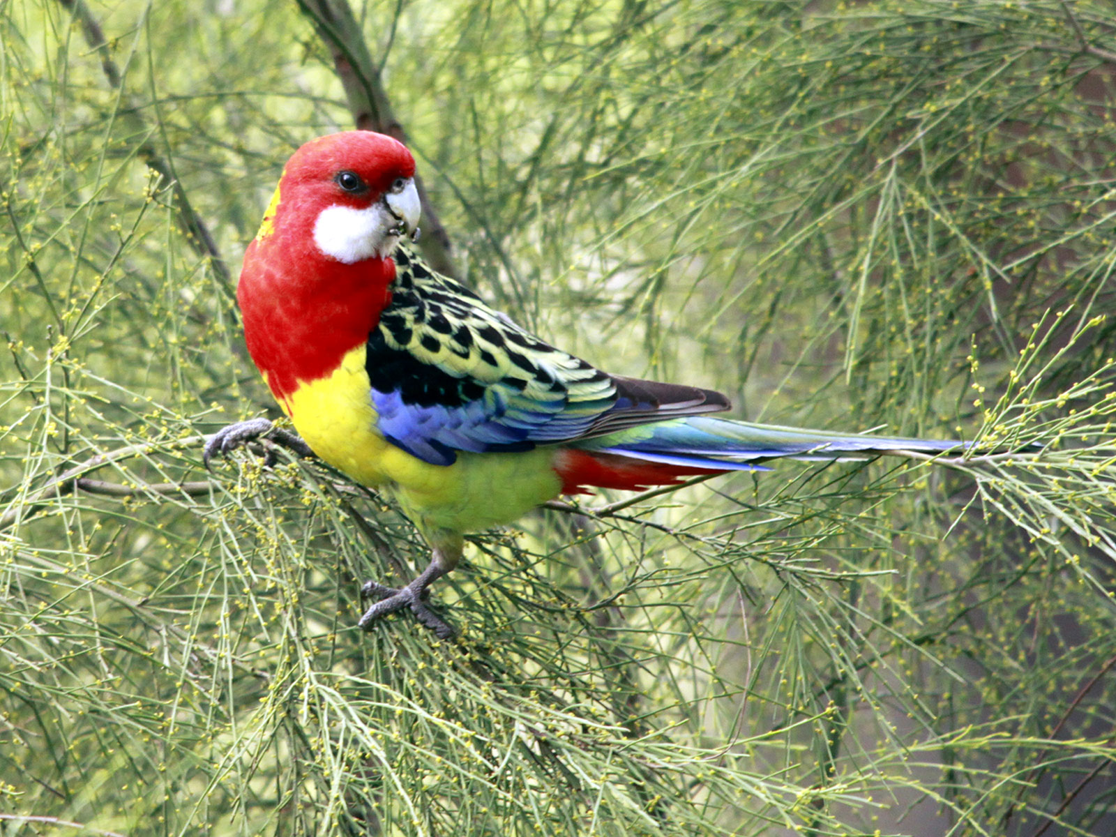 birds of tenterfield nsw