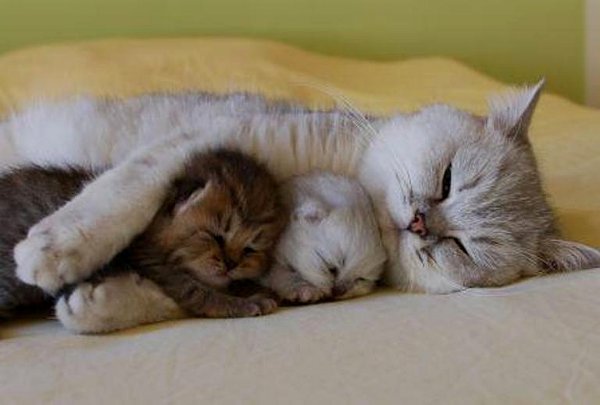 cat-hugging-kitens.jpg