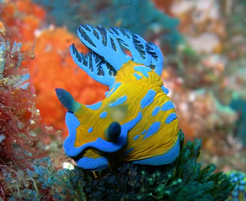 hidupan laut