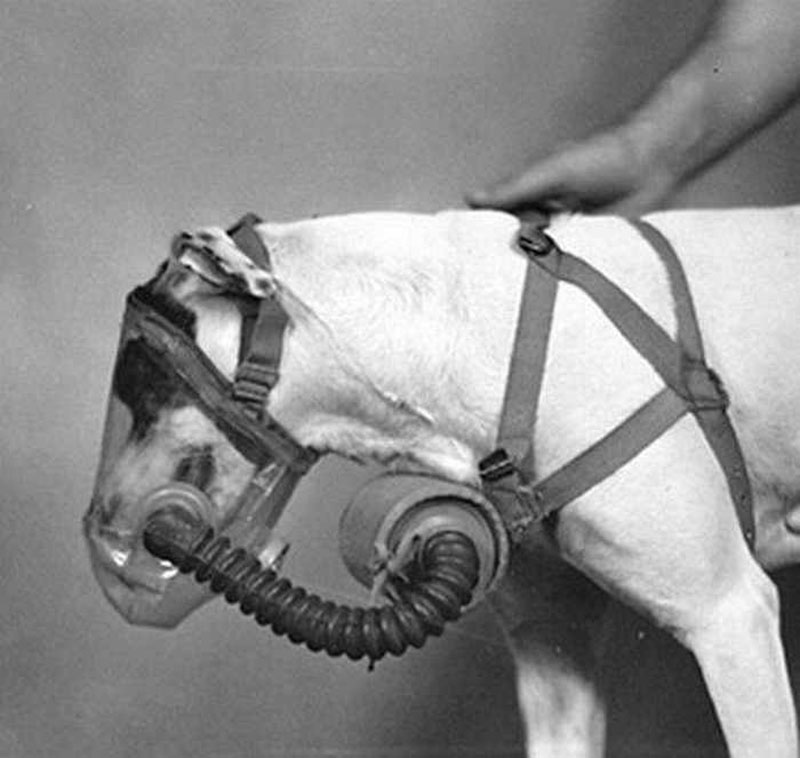Against Threat of Chemical Warfare 15 Vintage Photos of Dogs Wearing