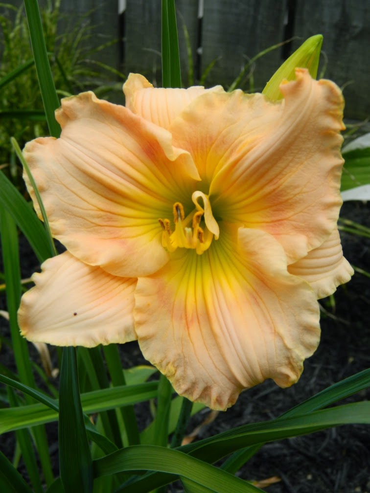 Fairy Tale Pink Hemerocallis daylily by garden muses-not another Toronto gardening blog Fairy Tale Pink Hemerocallis daylily by garden muses-not another Toronto gardening blog