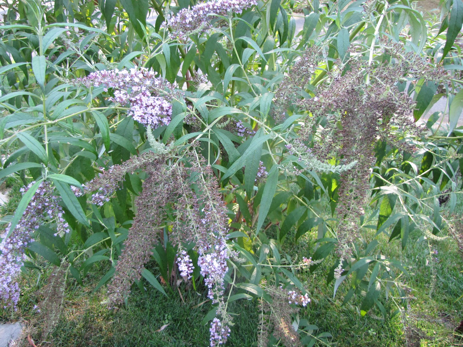 A Corner Garden How I Deadhead Butterfly Bushes