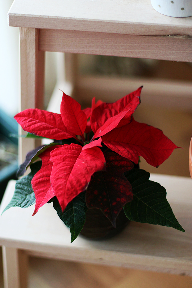 home decor/winter flower