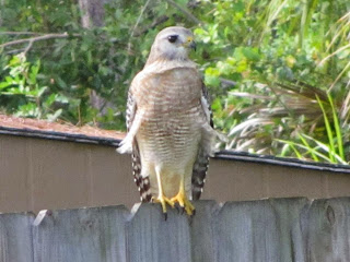 Florida Red Shouldered Hawk