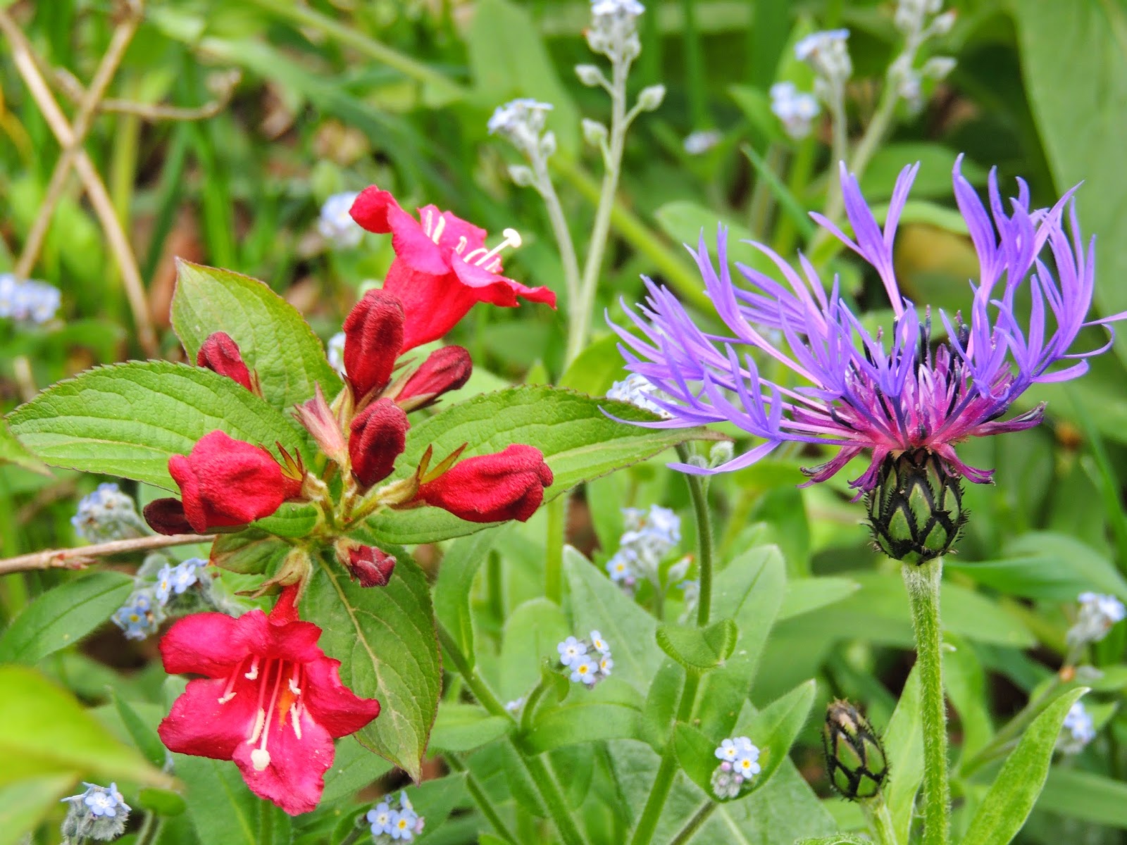 Il Etait Un Petit Jard Ain Haaa Qu Elles Sont Jolies