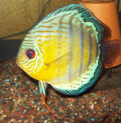 Shamudra Bilash: Discus Fish
