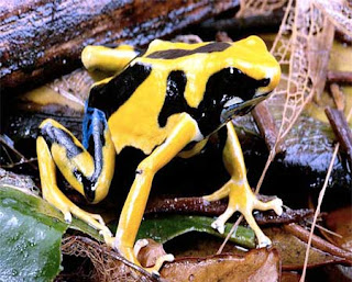 Poison_Dart_Frog.jpg