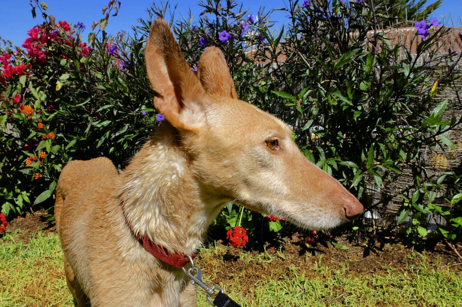 Lebensretter für Hunde aus Tötungsstation gesucht! Auf Pflegeplatz