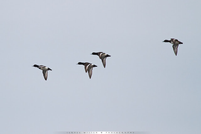 Kuifeend - Tufted Duck - Aythya fuligula