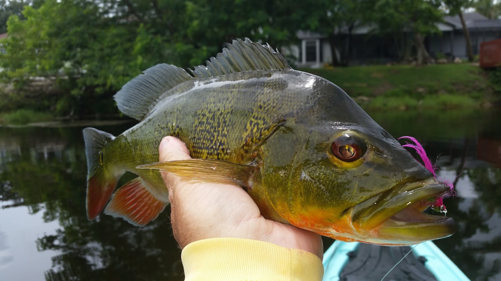 Southern Kayak Kronicles Peacock bass, monster Mayans and hefty