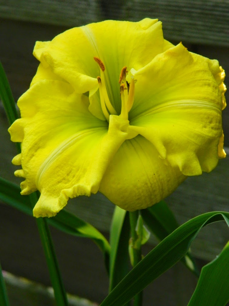 Siloam Amazing Grace Hemerocallis daylily by garden muses-not another Toronto gardening blog Siloam Amazing Grace Hemerocallis daylily by garden muses-not another Toronto gardening blog
