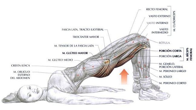 GLUTEOS EJERCICIO gluteos ejercicio: