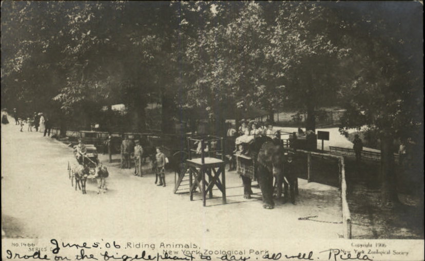 The Circus "NO SPIN ZONE" Elephant RidesBronx Zoo Early 1900's