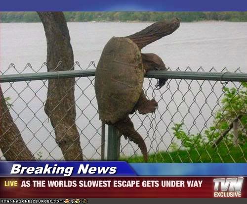 [Image: turtle-escapes-slowly.jpg]