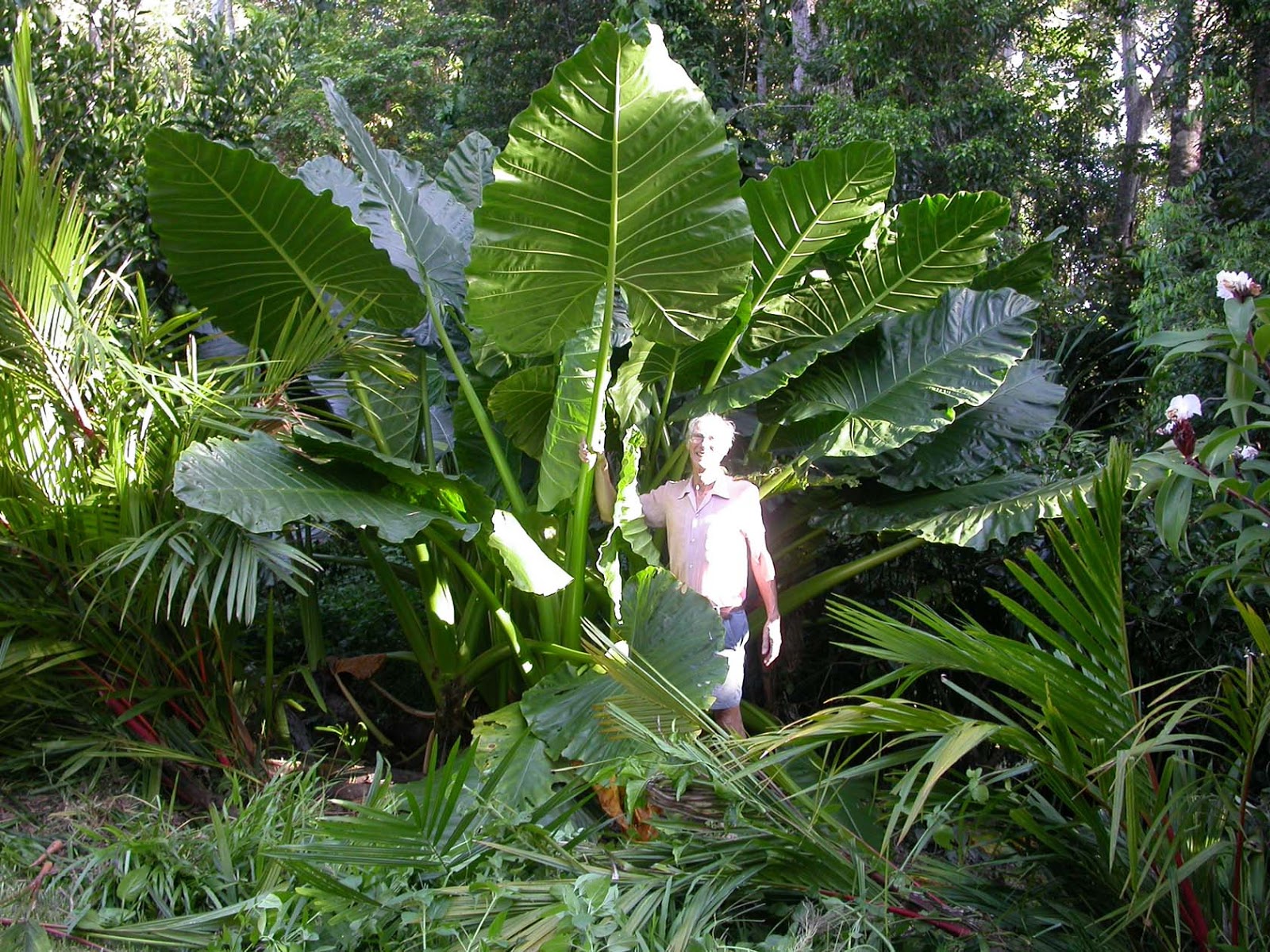 plantas jardim nordeste:Rota Mogiana: O inhame popular do Nordeste não é o mesmo inhame que plantas jardim nordeste:Rota Mogiana: O inhame popular do Nordeste não é o mesmo inhame que