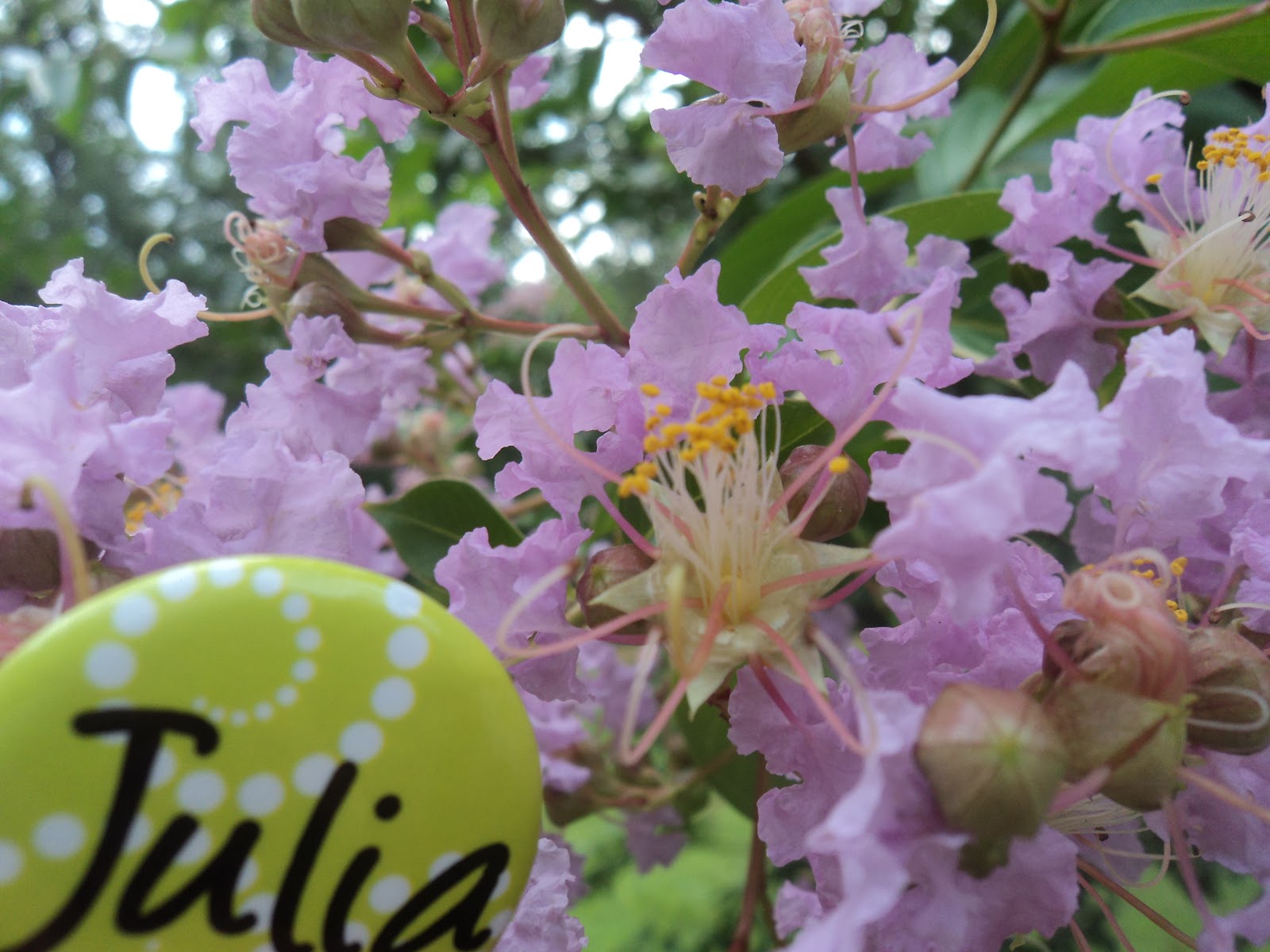 A.P. Biology Project Julia Updike 5. Anther and