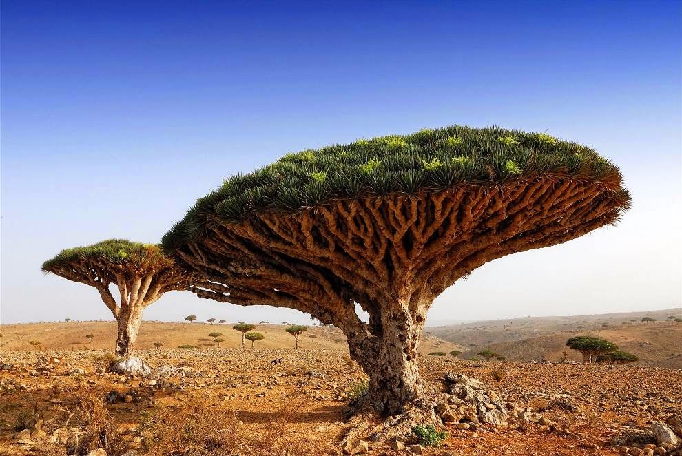 أشجار ال dragonblood باليمن أشجار ال dragonblood باليمن