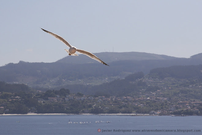 165 Cabalgando en el viento