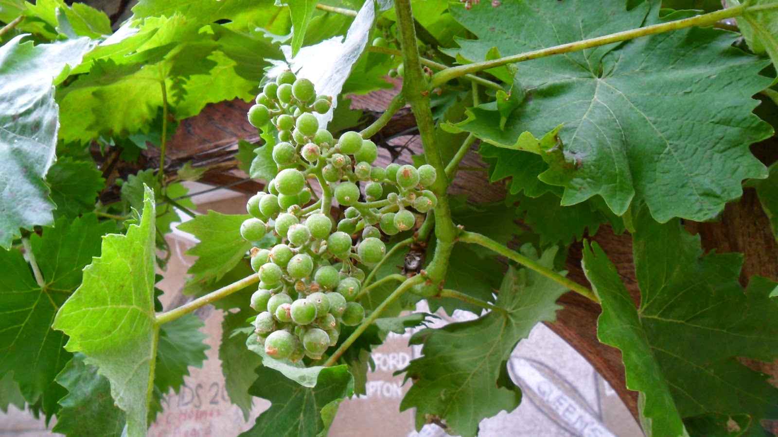 Worcester College Gardeners 20092018 Summer Pruning The Grape Vine