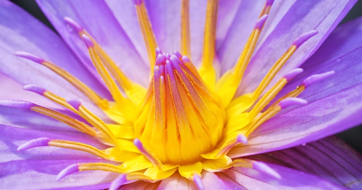 Thoughts From My Camera: Bronx Botanical Garden Orchid Show