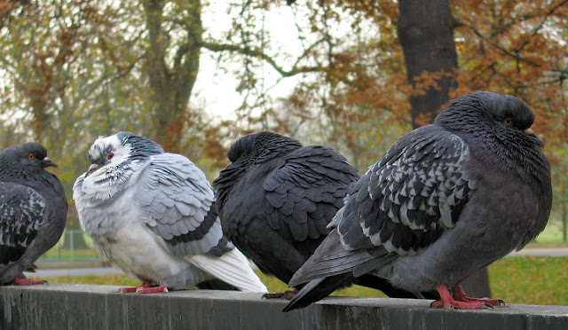 Studimi, zogjtë njohin zërat dhe fytyrat WinterPigeons02
