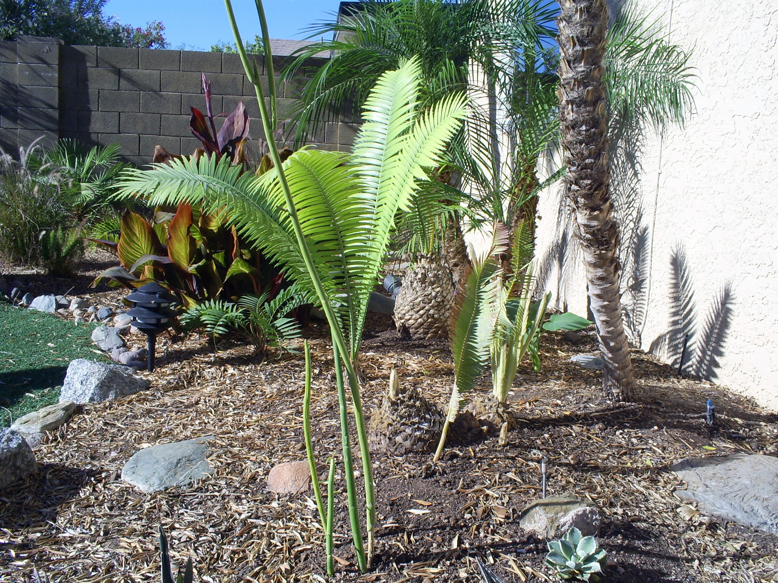 Brad's Tropical Paradise The tropical desert garden in summer