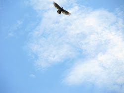 Raptor Watch