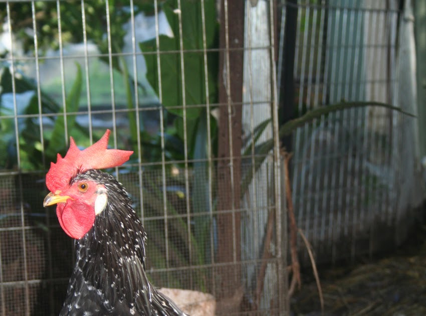 the natural chicken Crossing commercial hens with heritage breed roosters