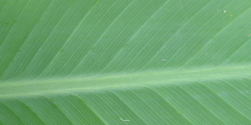 15+ Free Leaf Green Brown Textures Download