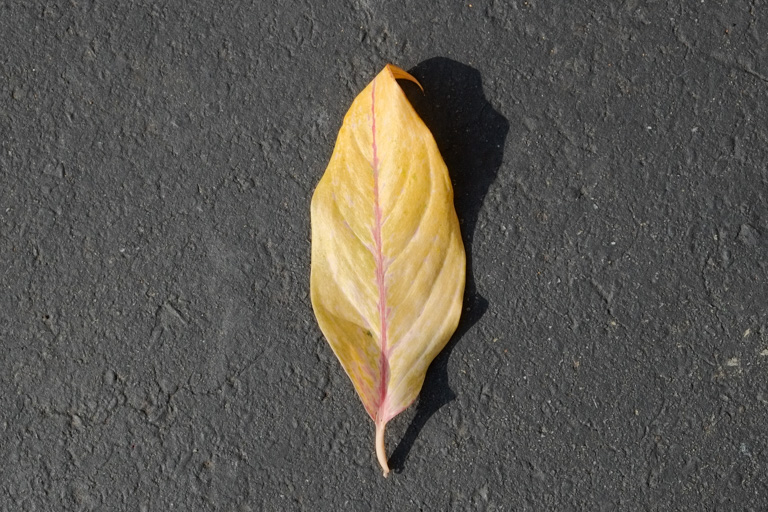 Everything Grows Why Is My Plant Dropping Leaves?