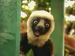 Hey pessoal! Esse é o meu - Zoboomafoo Da Depressão