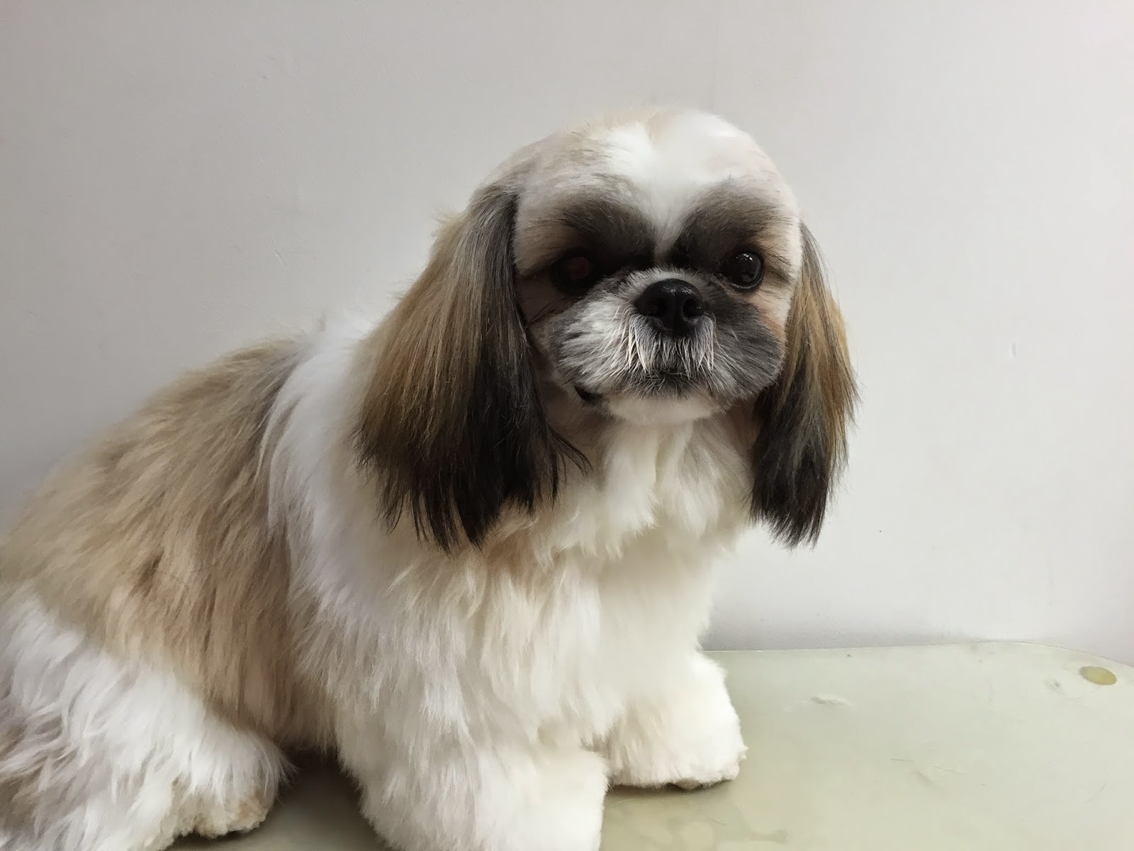 カットカタログ シーズー 小顔カット