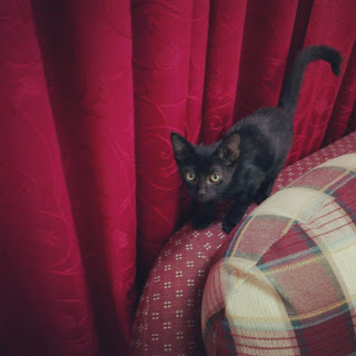小黑貓