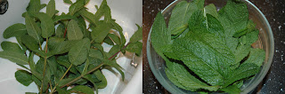 Menthe