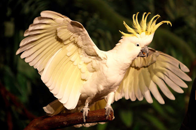 cocktail white parrot
