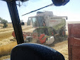 Harvesting barley 2013 with Claas Lexion