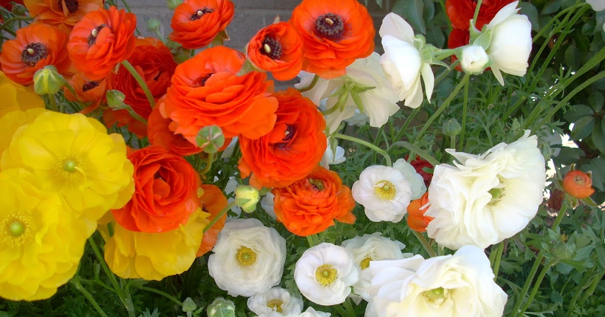 Experiential Gardener Ranunculus Flower Power for Texas Winters