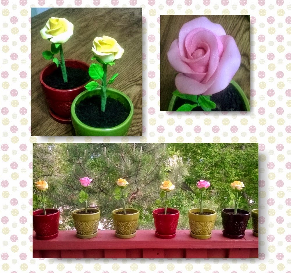 "ROSES IN POTS"