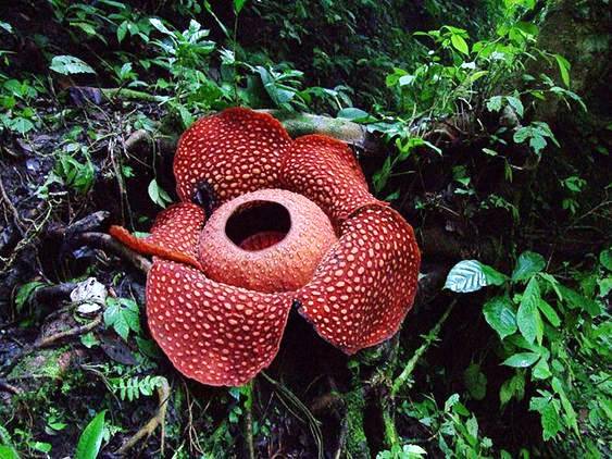Rafflesia Arnoldii Tree Directory rafflesia arnoldii tree directory