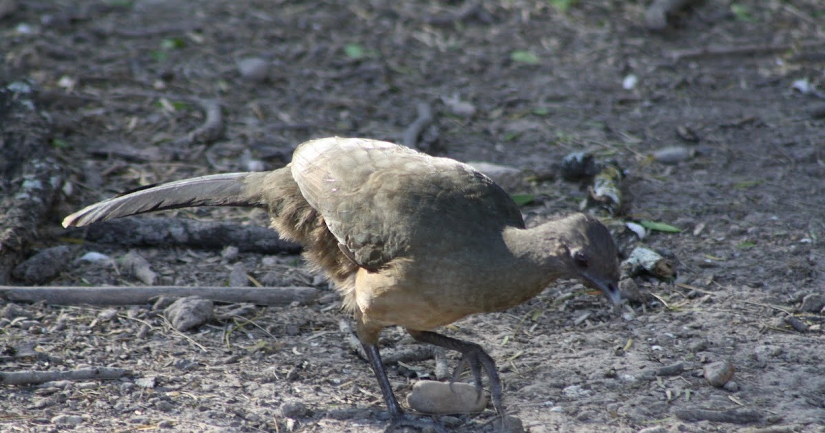 Birding Buddies Some birds in South Texas