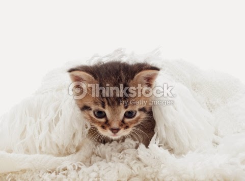 photo credit: thinkstockphotos (The Benefits of Commercial Carpet Cleaning RI) photo credit: thinkstockphotos (The Benefits of Commercial Carpet Cleaning RI)