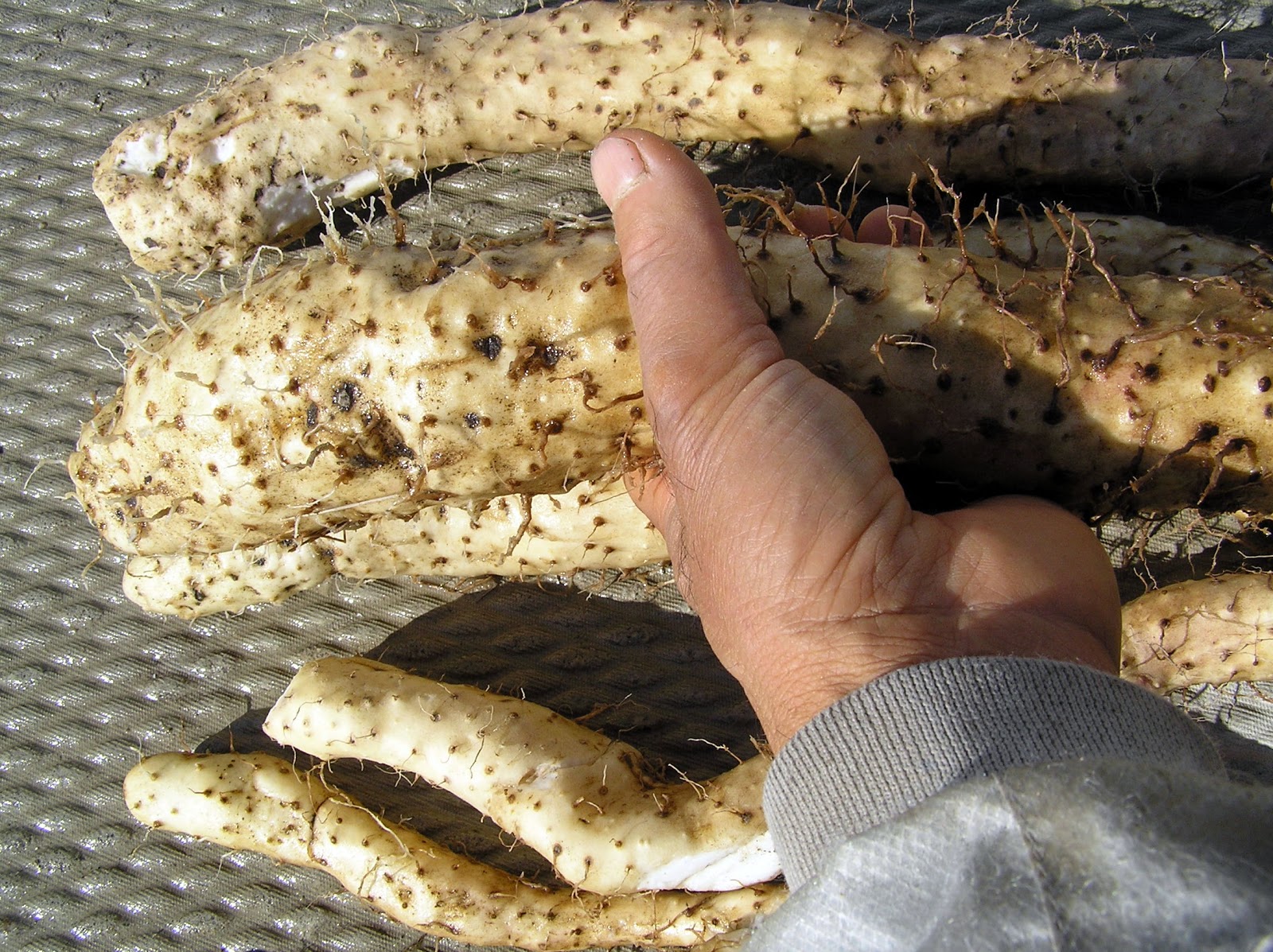 Rare Edible Root Crops My chinese yam harvest